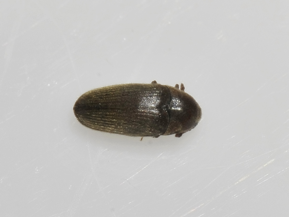 Throscidae: Trixagus sp.